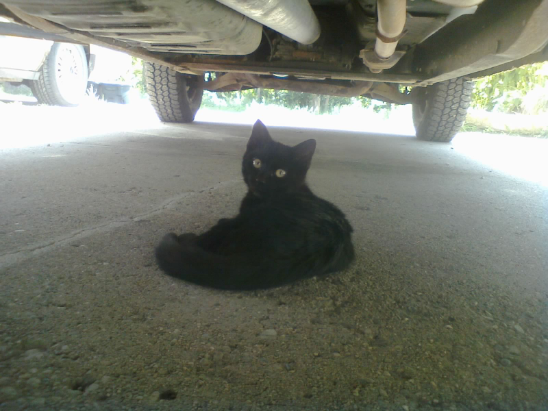 Oh hai there